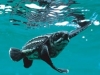 Nghiên cứu bảo tồn loài rùa quý ở Côn Đảo
